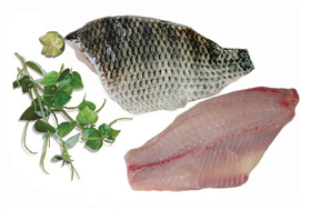 Tilapia fillet S/O