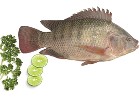 Tilapia WR